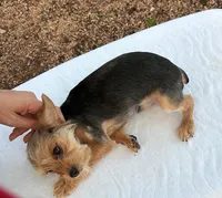 Baby Boy, a male Yorkshire Terrier for sale in San Marcos, TX – Photo 2 of 5