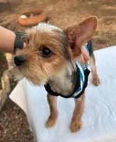 Baby Boy, a male Yorkshire Terrier for sale in San Marcos, TX – Photo 4 of 5