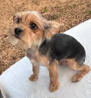 Baby Boy, a male Yorkshire Terrier for sale in San Marcos, TX – Photo 5 of 5