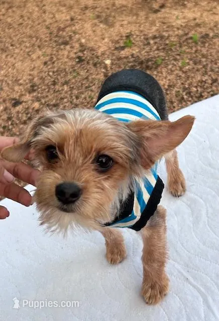 Baby Boy – Yorkshire Terrier puppy for sale in San Marcos, TX