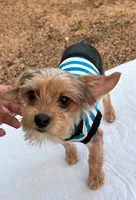 Baby Boy, a male Yorkshire Terrier for sale in San Marcos, TX – Photo 1 of 5
