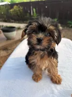 Lil Girl, a female Yorkshire Terrier for sale in San Marcos, TX – Photo 3 of 4