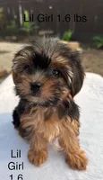 Lil Girl, a female Yorkshire Terrier for sale in San Marcos, TX – Photo 4 of 4