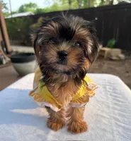 Lil Girl, a female Yorkshire Terrier for sale in San Marcos, TX – Photo 1 of 4