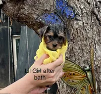 Lil Girl, a female Yorkshire Terrier for sale in San Marcos, TX – Photo 2 of 4