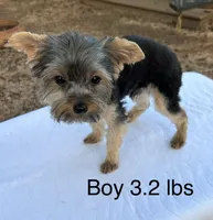 Lil Boy, a male Yorkshire Terrier for sale in San Marcos, TX – Photo 2 of 7