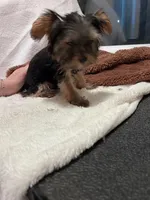 Lil Boy, a male Yorkshire Terrier for sale in San Marcos, TX – Photo 6 of 7