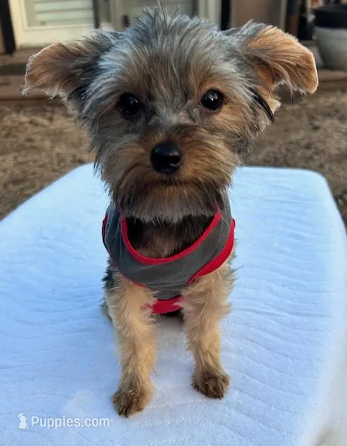 Lil Boy – Yorkshire Terrier puppy for sale in San Marcos, TX