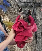 Lil Boy, a male Yorkshire Terrier for sale in San Marcos, TX – Photo 7 of 7