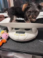 Lil Boy, a male Yorkshire Terrier for sale in San Marcos, TX – Photo 4 of 7