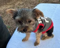 Lil Boy, a male Yorkshire Terrier for sale in San Marcos, TX – Photo 3 of 7