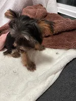 Lil Boy, a male Yorkshire Terrier for sale in San Marcos, TX – Photo 5 of 7