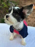 Parti Boy, a male Yorkshire Terrier for sale in San Marcos, TX – Photo 5 of 7