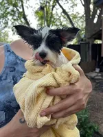 Parti Boy, a male Yorkshire Terrier for sale in San Marcos, TX – Photo 7 of 7