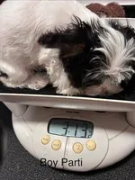 Parti Boy, a male Yorkshire Terrier for sale in San Marcos, TX – Photo 2 of 7