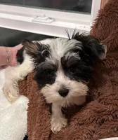 Parti Boy, a male Yorkshire Terrier for sale in San Marcos, TX – Photo 3 of 7