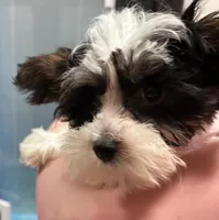 Parti Boy, a male Yorkshire Terrier for sale in San Marcos, TX – Photo 4 of 7