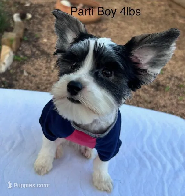 Parti Boy – Yorkshire Terrier puppy for sale in San Marcos, TX