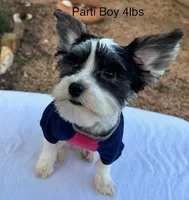 Parti Boy, a male Yorkshire Terrier for sale in San Marcos, TX – Photo 1 of 7