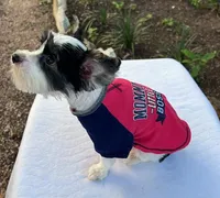 Parti Boy, a male Yorkshire Terrier for sale in San Marcos, TX – Photo 6 of 7