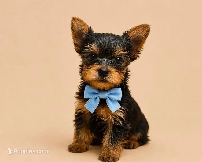 Benny  – Yorkshire Terrier puppy for sale in Queens, NY