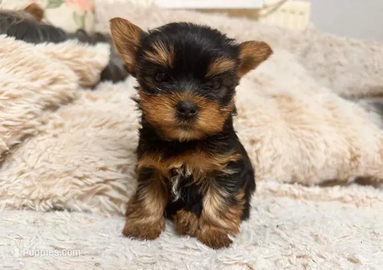 Maya – Yorkshire Terrier puppy for sale in Queens, NY