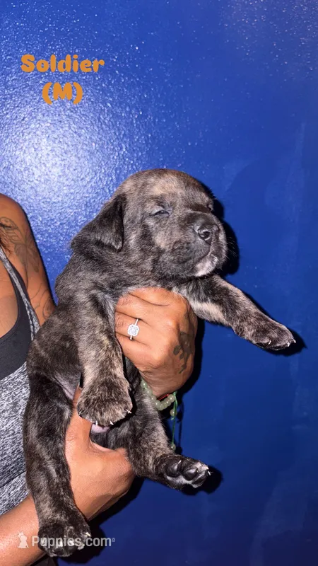 Soldier – Cane Corso puppy for sale in New Orleans, LA
