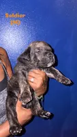 Soldier, a male Cane Corso for sale in New Orleans, LA – 1 of 1