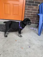 Saint, a male Cane Corso for sale in New Orleans, LA – 2 of 9