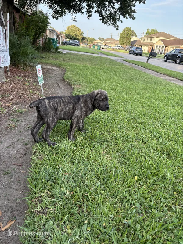 Soldier – Cane Corso puppy for sale in New Orleans, LA