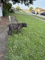 Soldier, a male Cane Corso for sale in New Orleans, LA – 2 of 10