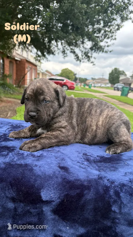 Soldier – Cane Corso puppy for sale in New Orleans, LA