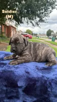Soldier, a male Cane Corso for sale in New Orleans, LA – 7 of 9