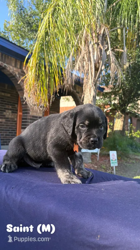 Saint – Cane Corso puppy for sale in New Orleans, LA
