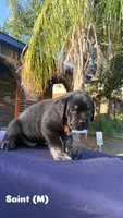 Saint, a male Cane Corso for sale in New Orleans, LA – 4 of 9
