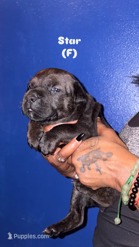 Star – Cane Corso puppy for sale in New Orleans, LA