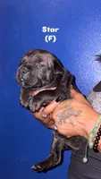 Star, a female Cane Corso for sale in New Orleans, LA – 1 of 1