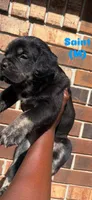 Saint, a male Cane Corso for sale in New Orleans, LA – 5 of 9