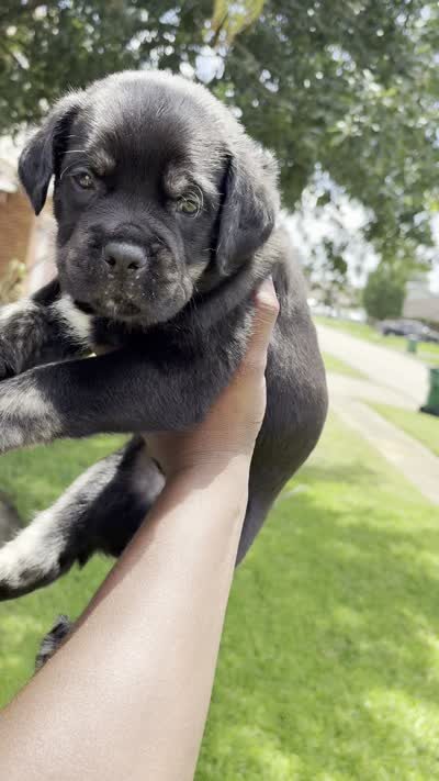 Saint, a male Cane Corso for sale in New Orleans, LA – 6 of 9
