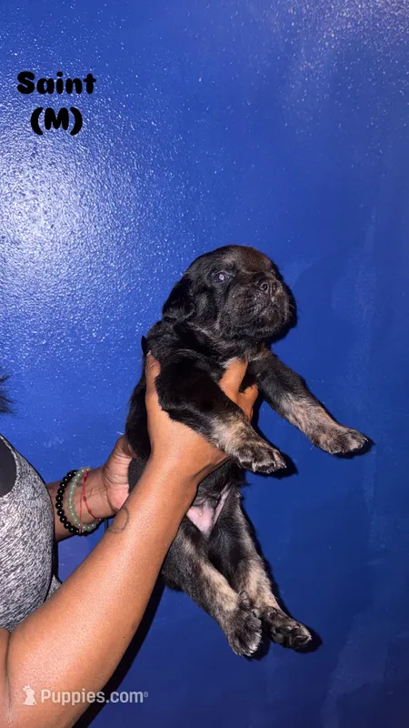 Saint – Cane Corso puppy for sale in New Orleans, LA