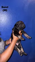 Saint, a male Cane Corso for sale in New Orleans, LA – 1 of 1