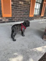 Soldier, a male Cane Corso for sale in New Orleans, LA – 2 of 9