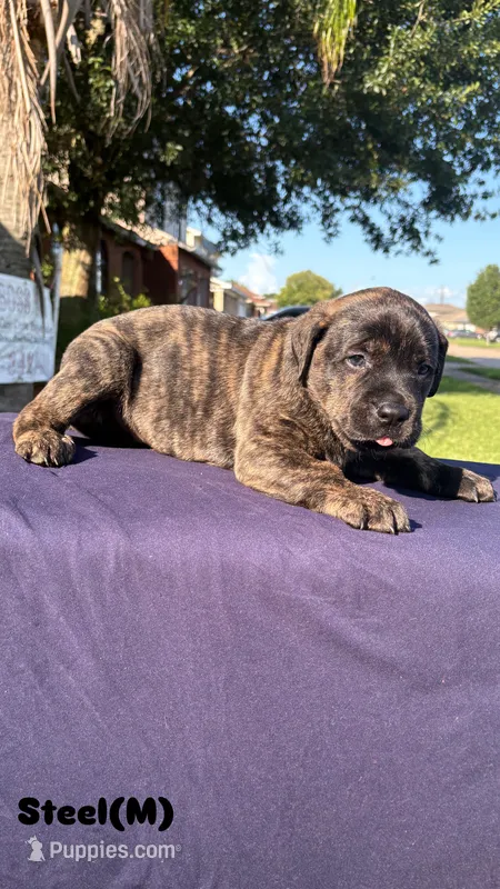 Steel – Cane Corso puppy for sale in New Orleans, LA