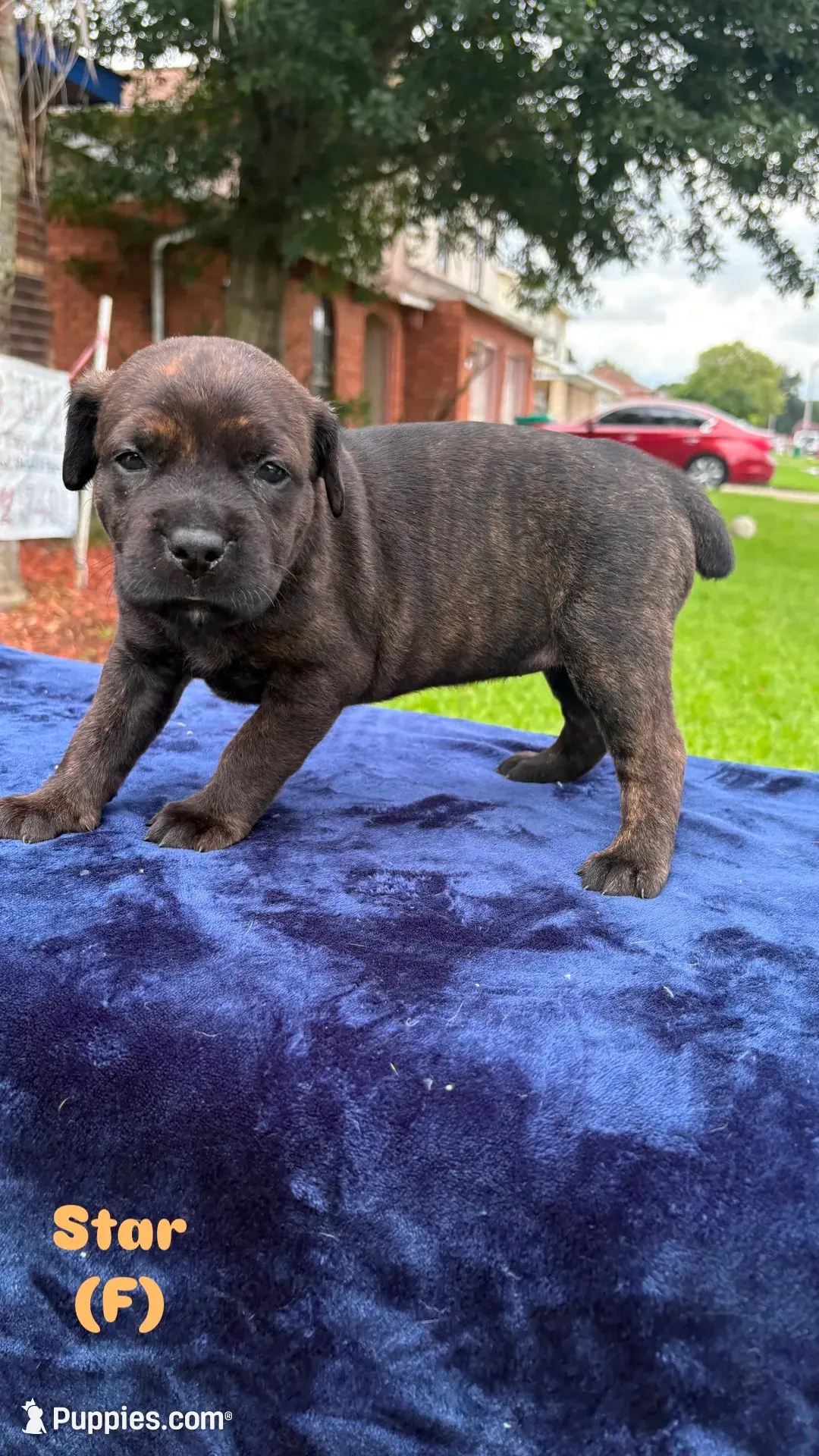 Star, a female Cane Corso for sale in New Orleans, LA – 3 of 5