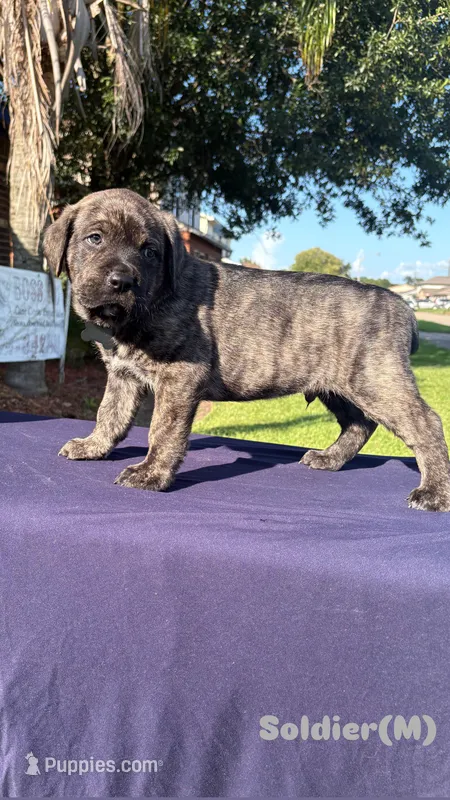 Soldier – Cane Corso puppy for sale in New Orleans, LA