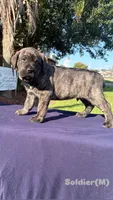 Soldier, a male Cane Corso for sale in New Orleans, LA – 4 of 9