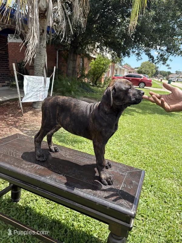 Star – Cane Corso puppy for sale in New Orleans, LA