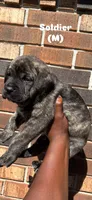 Soldier, a male Cane Corso for sale in New Orleans, LA – 6 of 9