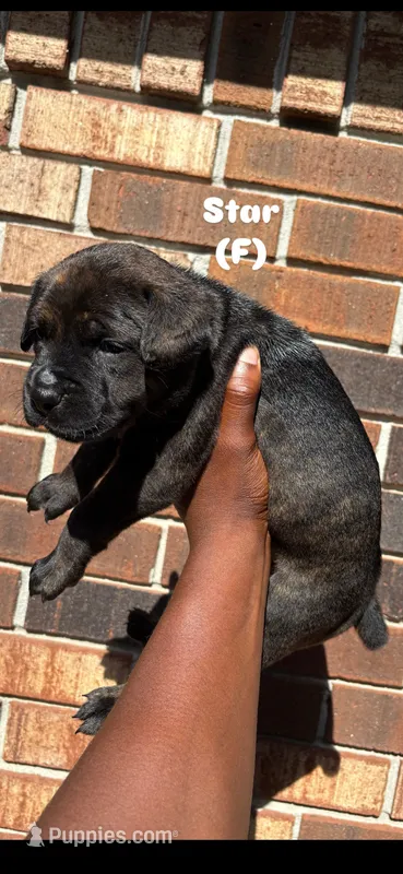 Star – Cane Corso puppy for sale in New Orleans, LA