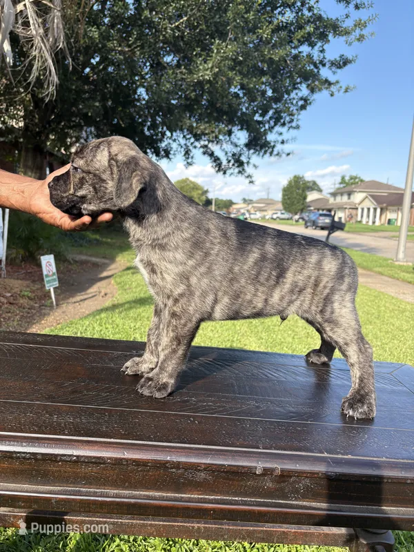 Soldier – Cane Corso puppy for sale in New Orleans, LA